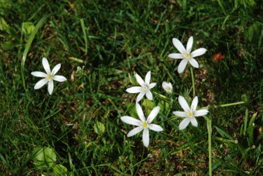 Ornithogalum umbellatum, Asparagaceae familyasından bir bitki türü..          