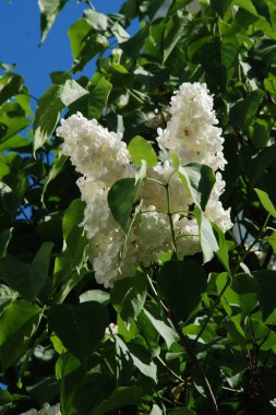 Sıradan yaban domuzu (Şırınga bayağılığı)) 