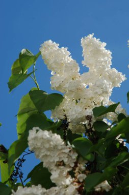 Sıradan yaban domuzu (Şırınga bayağılığı)) 