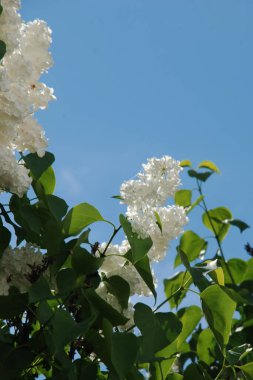 Sıradan yaban domuzu (Şırınga bayağılığı)) 