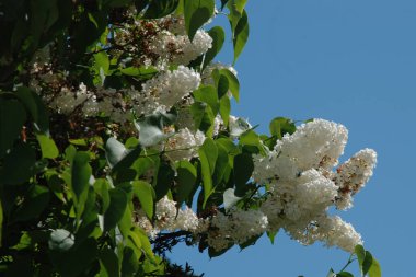 Sıradan yaban domuzu (Şırınga bayağılığı)) 