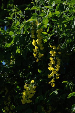 Altın yağmur veya Laburnum (lat. Laburnum)