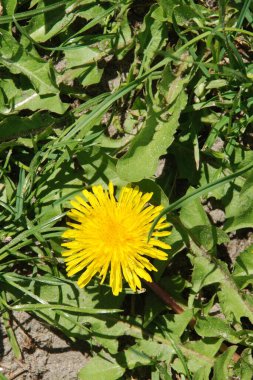 Sıradan yaban domuzu (Şırınga bayağılığı))