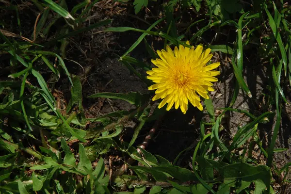 Sıradan yaban domuzu (Şırınga bayağılığı))