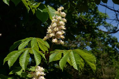 Chestnut (Castanea Tourn), kayın familyasından bir yaprak ağacı cinsidir.