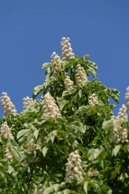 Chestnut (Castanea Tourn), kayın familyasından bir yaprak ağacı cinsidir.