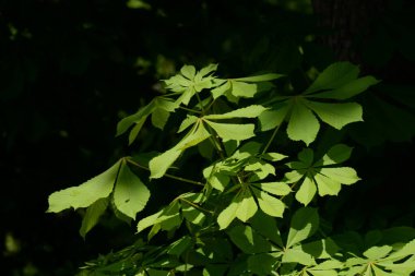Chestnut (Castanea Tourn), kayın familyasından bir yaprak ağacı cinsidir.