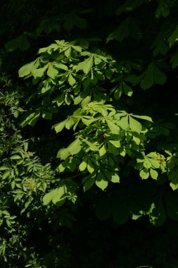 Chestnut (Castanea Tourn), kayın familyasından bir yaprak ağacı cinsidir.