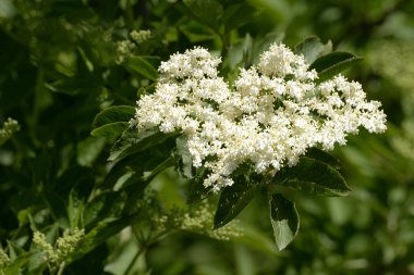 Siyah böğürtlen (Sambucus nigra L.; yerel isimler bozniak, elderberry, sambuk, ağaçsız)