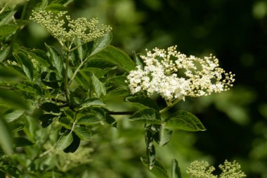 Siyah böğürtlen (Sambucus nigra L.; yerel isimler bozniak, elderberry, sambuk, ağaçsız)