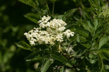 Siyah böğürtlen (Sambucus nigra L.; yerel isimler bozniak, elderberry, sambuk, ağaçsız)