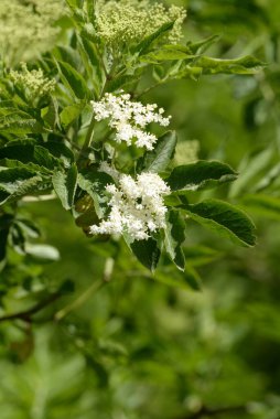 Siyah böğürtlen (Sambucus nigra L.; yerel isimler bozniak, elderberry, sambuk, ağaçsız)