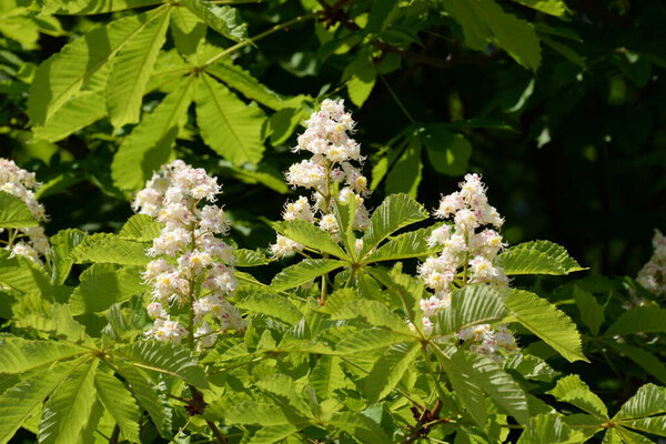 Каштан (Castanea Tourn) - род лиственных деревьев семейства буков.