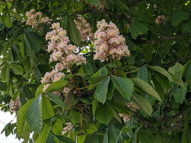 Chestnut (Castanea Tourn), kayın familyasından bir yaprak ağacı cinsidir.