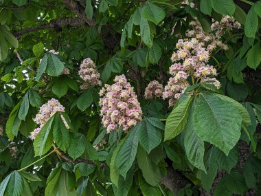Chestnut (Castanea Tourn), kayın familyasından bir yaprak ağacı cinsidir.