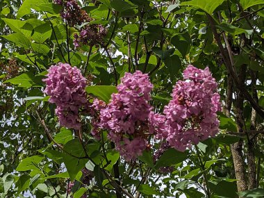 Sıradan yaban domuzu (Şırınga bayağılığı)) 