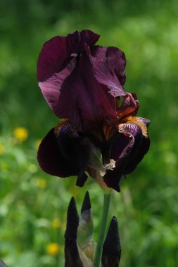 Horozlar veya irisler (Latin Iris)