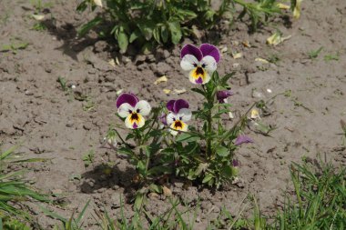 Üç renkli menekşe, vahşi nonoş (Viola üç renkli L.) 