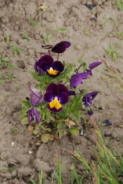 Üç renkli menekşe, vahşi nonoş (Viola üç renkli L.) 