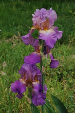 Horozlar veya irisler (Latin Iris)