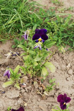 Üç renkli menekşe, vahşi nonoş (Viola üç renkli L.) 