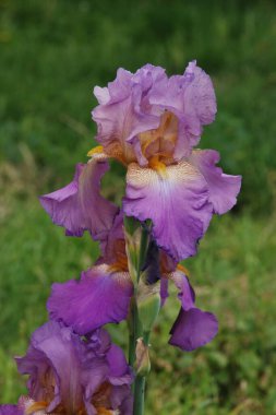 Horozlar veya irisler (Latin Iris)