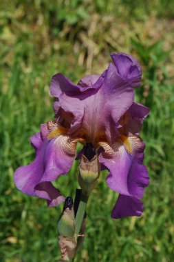 Horozlar veya irisler (Latin Iris)