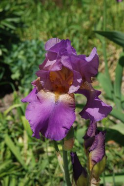Horozlar veya irisler (Latin Iris)