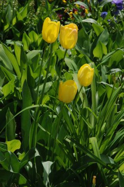 Tulipa, zambak familyasından bir bitki cinsidir.