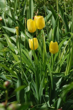 Tulipa, zambak familyasından bir bitki cinsidir.