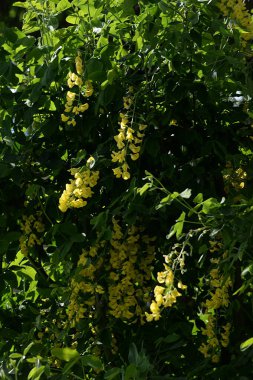 Altın yağmur veya Laburnum (lat. Laburnum)