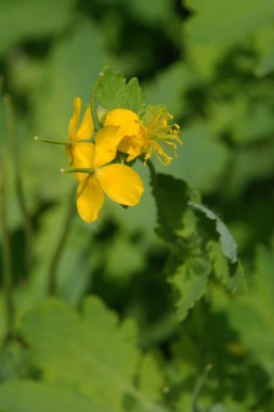 Chelidonium majus L., gelincik familyasından tek tür olan Papaveraceae 'dir.