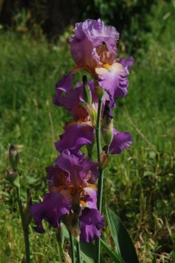 Horozlar veya irisler (Latin Iris)