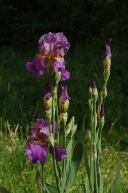 Horozlar veya irisler (Latin Iris)