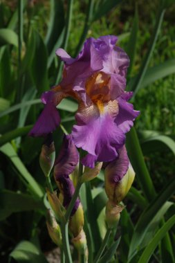 Horozlar veya irisler (Latin Iris)