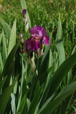 Horozlar veya irisler (Latin Iris)