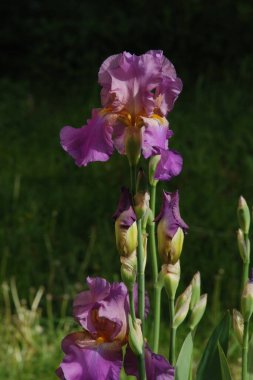 Horozlar veya irisler (Latin Iris)