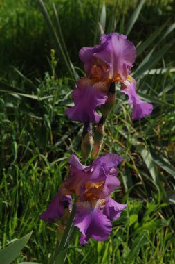Horozlar veya irisler (Latin Iris)