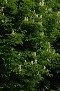 Chestnut (Castanea Tourn), kayın familyasından bir yaprak ağacı cinsidir.