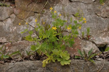 Chelidonium majus L., gelincik familyasından tek tür olan Papaveraceae 'dir.