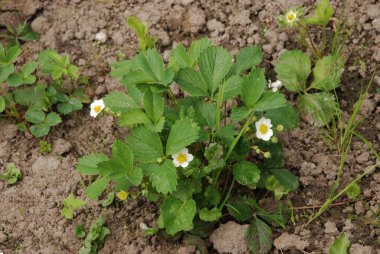 Bahçe çilekleri, bahçe çilekleri, ananas çilekleri, çilekler, çilekler (Fragaria ananassa Duchesne)