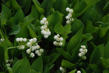 Vadi Zambağı (İngilizce: 