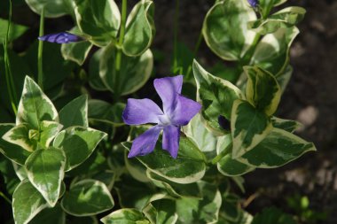 Periwinkle (lat. Vnca, Apocynaceae familyasından sürünen bir bitki cinsidir..