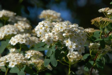 Spiraea Vanhouttei (lat. Spiraea vanhouttei, gülgiller (Rosaceae) familyasından bir çalı türü..