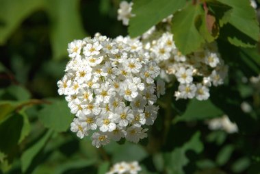 Spiraea Vanhouttei (lat. Spiraea vanhouttei, gülgiller (Rosaceae) familyasından bir çalı türü..
