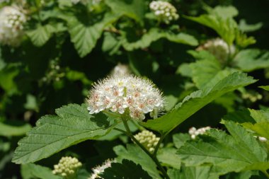 Viburnum yapraklı idrar kesesi otu, ayrıca viburnum-bırakılmış physocarpus (lat. Physocarpus opulifolius).