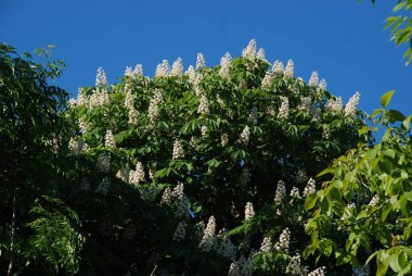 Chestnut (Castanea Tourn), kayın familyasından bir yaprak ağacı cinsidir.