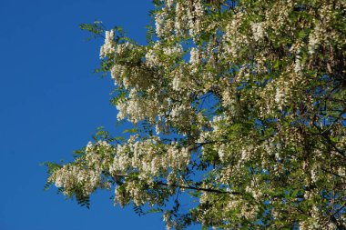 Acacia (Acacia), baklagiller familyasından bir bitki cinsidir..