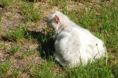 Kedi kedisi (Latince Felis Silvestris catus), kedigiller (Felis) familyasından bir kedi türü.)