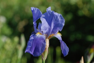 Horozlar veya irisler (Latin Iris)